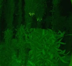 深海迷航夜視芯片MOD